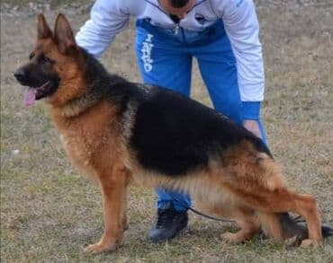 Psi: Na prodaju štenci nemačkog ovčara, oštenjeni 13.07.2023. Štenci su od — 6