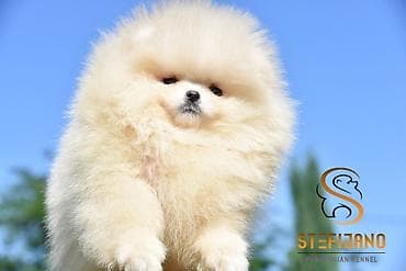 Pomeranac Boo. Vrhunski, čistokrvni štenci pomeranca,medvedastog tipa
