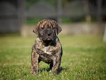 feisty pets: Na prodaju stenci Presa Canario izuzetnih krvnih linija, sa ozbiljnim — 7