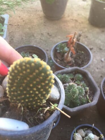 forma ideale ormari za sobu: Kaktusi vise vrsta — 5