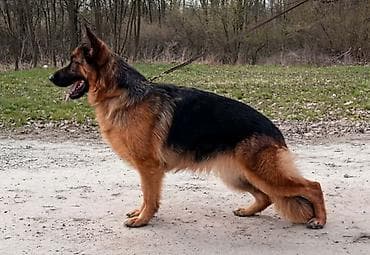 Nemački ovčar ženka Na prodaju ženka Nemačkog ovčara. F - Gotti — 1