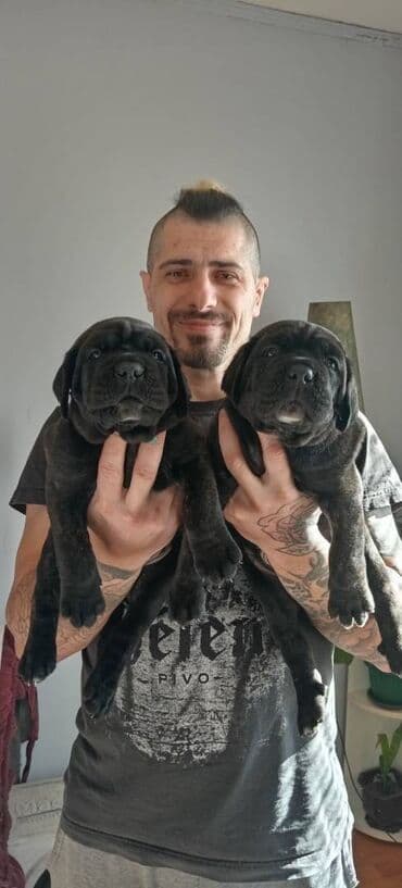psi za dvoriste prodaja: U ponudi stenci Cane Corso kvalitetne krvne linije, odnegovani u — 8