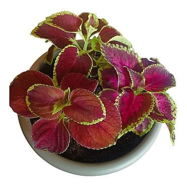 isusova suza biljka: Ukrasna sobna biljka – Koleus (Solenostemon/ Coleus) u saksiji - — 2