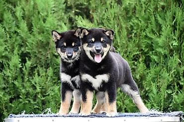 staford kuce: NEW "MINMIGORA' S" litter "Minmigora' s" Shiba Inu kennel present new — 6