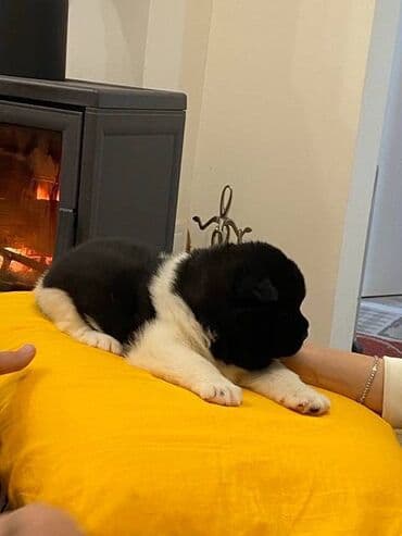 stene maltezera: Američka akita štenci, muško i žensko štene, stari mesec dana — 7