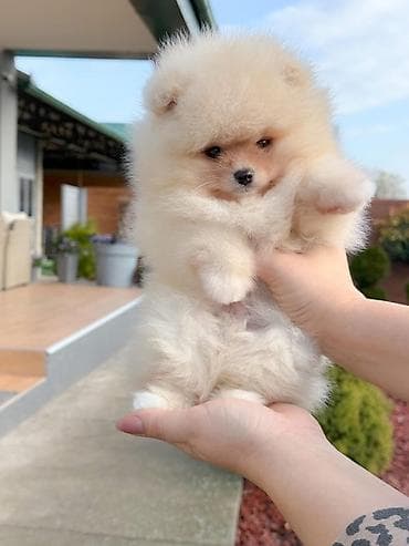 Sweatpants: Pomeranci.
Dostupni stenci vhunskog kvaliteta — 2