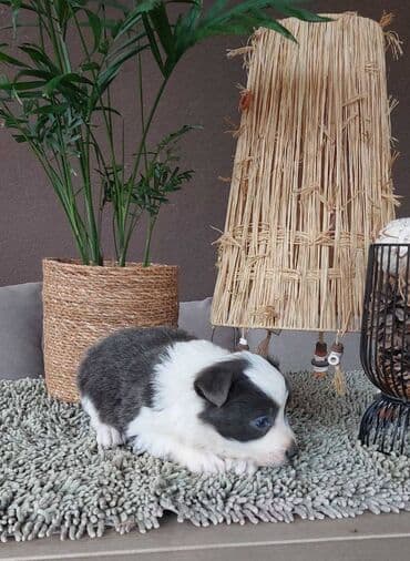 beli doberman cena: Border koli/collie štenci. Vakcinisani i očišćeni od parazita, 2 — 2