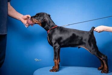 štenci nemačkog ovčara: GROM Doberman Kennel predstavlja stenad iz linijskog parenja Pride of — 7