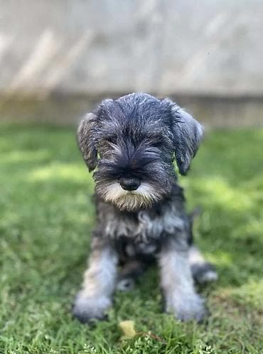 samojed beba: Patuljasti Šnaucer Miniature Schnauzer STENCI PATULJASTOG — 2