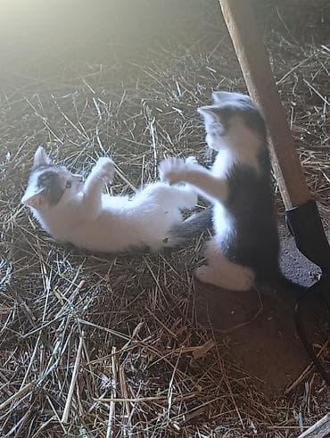 poklanjam pekinezera: Poklanjam dve mace, stare oko 2 meseca . Okolina Kragujevca — 2