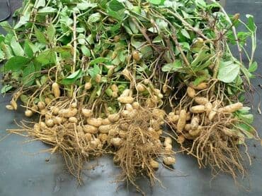ljuljaske od paleta: Kikiriki (30 semenki) Cena:650din Kikiriki (Arachis hypogaea) je — 4