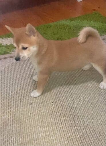 Životinje: Shiba inu stenci na prodaju, muskog i zenskog pola, crvene boje — 2