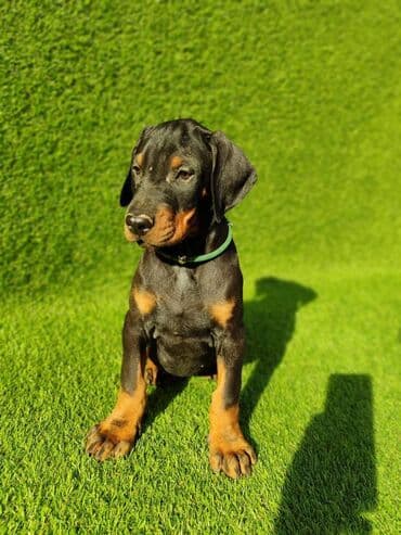 Psi: Doberman štenci dostupni Stari 55 dana Zlatni ( žuti) mužijak - 700 — 2