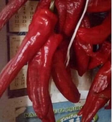 Paprika Venčara – Stara Sorta Cena:400din/10 semenke Paprika Venčara na lalafo.rs Paprika Venčara – Stara Sorta Cena:400din/10 semenke Paprika Venčara