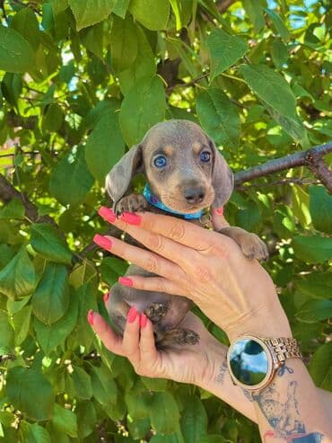 egzoticne ptice prodaja: Odgajivacnica pasa "Happy Puppies" ima u ponudi patuljaste jazavicare — 7