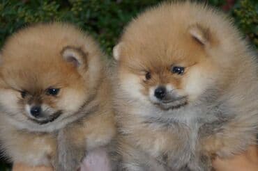 Psi: Pomeranac / Pomeranian / Boo štenci Ako ste odgovorna osoba i imate — 12