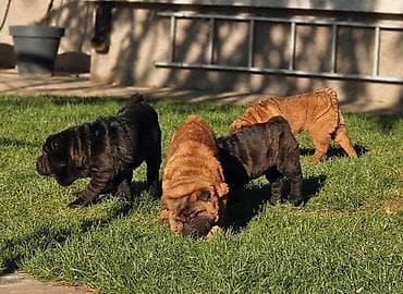 mali psi za stan: Šar Pej štenci Čistokrvni Šar Pej (Shar Pei) štenci, crvena (mahagoni) — 2