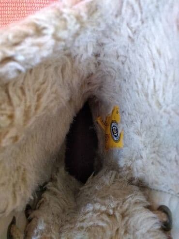 Gležnjače: Čizme, Caterpillar, 39 — 5