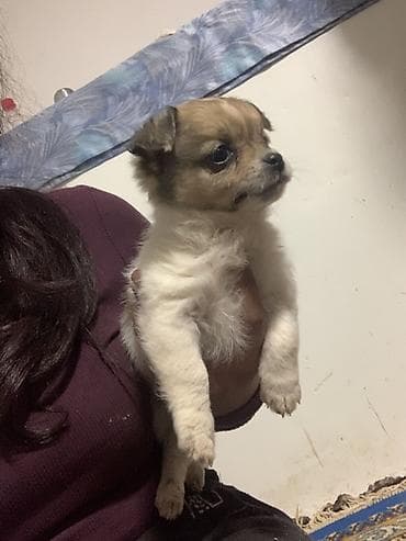 braon pudlica: Devojcica malog rasta – nežno i druželjubivo majka civava dugodlaka — 3