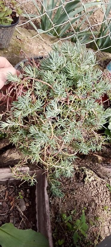 trake za spavanje: Sobne i ukrasne biljke u saksijama – više vrsta - Syngonium — 9