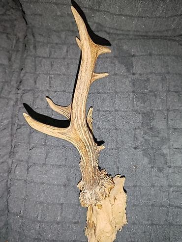 Lov i ribolov: Jelenski rogovi — 3