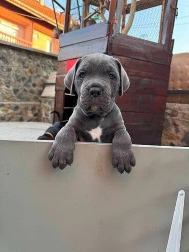 kucni psi: Cane Corso štenci Na prodaju štenci Kane Korso sa papirima, oštenjeni — 1