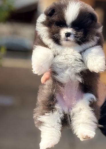 transporter za pse na kuku: Pomeranac stenci Pomeranci na prodaju sa kompletnom putnom i — 2