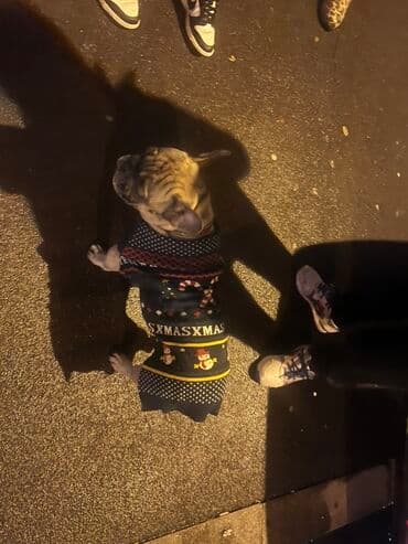 plasticna kucica za pse: Francuski buldog – odrasli mužjak, fawn/brindle nijanse sa crnom — 4