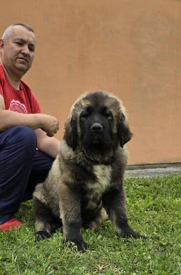 psi pomeranci na poklon: Kavkaski ovčar štenci Odgajivacnica Petar Veliki FCI 4469 sa preko — 1