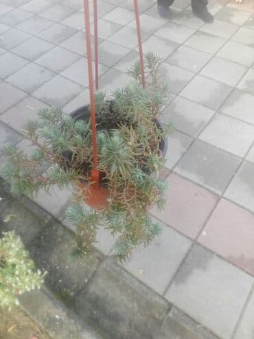 Jatrofa: Lozica 200 dinara — 1