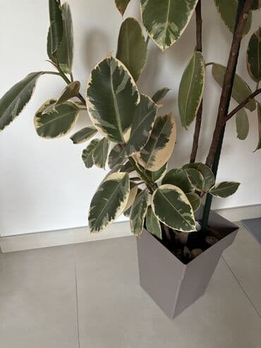 čarobne zvučne priče 2: Dve novogodisnje zvucne knjigice za decu,jedna je 800dinara,knjigici — 15