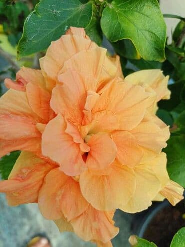 uradi sam boja za tekstil: Hibiskus vise boja po super ceni — 4