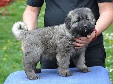 psi na poklon zrenjanin: Kavkaski ovčar štenci Na prodaju štenci kavkaskog ovčara vrhunskog — 2