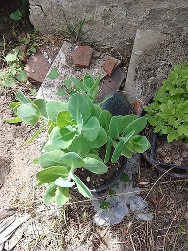 komode za dnevne sobe: Sedum (ukrasna sukulentna biljka) u saksiji - Vrsta: Sedum/čuvarkućin — 1