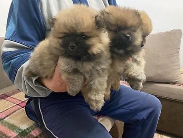 Psi: Na prodaju pomeranski spic stenci stari 3 meseca, vakcinisani i — 5