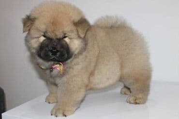 Životinje: Stenci chow chow starosti dva meseca vrhunskog kvaliteta I potencijala — 7