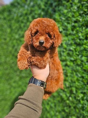 teacup psi cena: U ponudi crvene patuljaste pudle, spremne za preuzimanje. Dostupna oba — 6