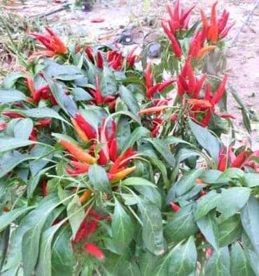 bansek i cepac: Chilli Poinsettia (10 semenki) Cena:500 din Opis: Hot Chilli Pepper — 1