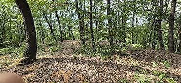 izdajem: Borsko jezero,12400m2 pored puta i vode,parcela 1842/2 sredisnji — 3