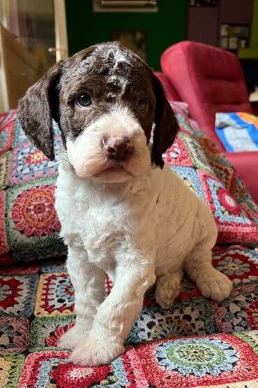 golubovi kupujem prodajem 2 strana: Nasa odgajivacnica lagotto romagnolo pasa A GANG OF LAGOTTA FCI 7244 — 21