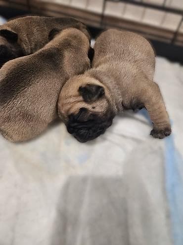 slike haskija: Štenci – kratkonosa rasa malog rasta (tip buldog/mops). Leglo više — 4