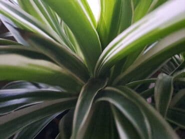decija daska za wc solju: Chlorophytum, velika biljka sa prve slike je 500, sa druge je 300, sa — 2