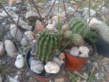 decije sobe za devojcice: Kaktusi — 3