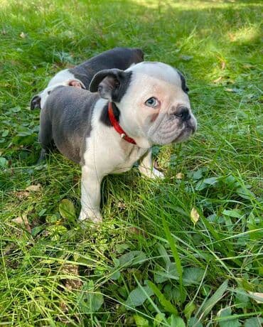 francuski buldog plavi cena: Odgajivacnica pasa "Happy Puppies" ima u ponudi prelepe stence — 2