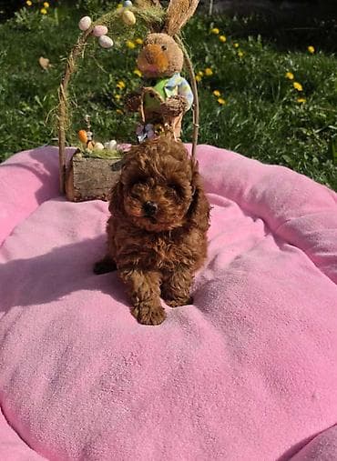 Glodari: Toy pudle nove bebice Sa velikim zadovoljstvom predstavljamo nove — 1