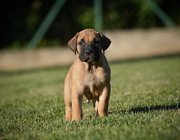 feisty pets: Na prodaju stenci Presa Canario izuzetnih krvnih linija, sa ozbiljnim — 4