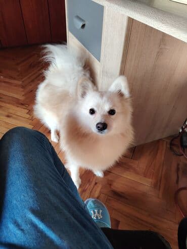 Oprema za kućne ljubimce: Nemacki špic Pufik – prelepi kućni ljubimac Sve vakcine primljene — 2