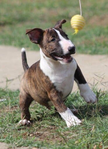 francuski pit bul: Na prodaju prelepi štenci mini bul terijera, stari 2 meseca. Štenci su — 9