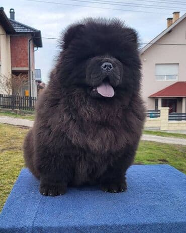 Životinje: Štenci Čau Čau Chow Chow stari četiri meseca dostupni za prodaju — 3