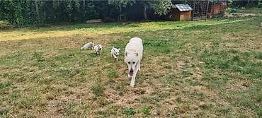 seat pets: Na prodaju prelepi čistokrvni štenci Belog švajcarskog ovčara stari — 2